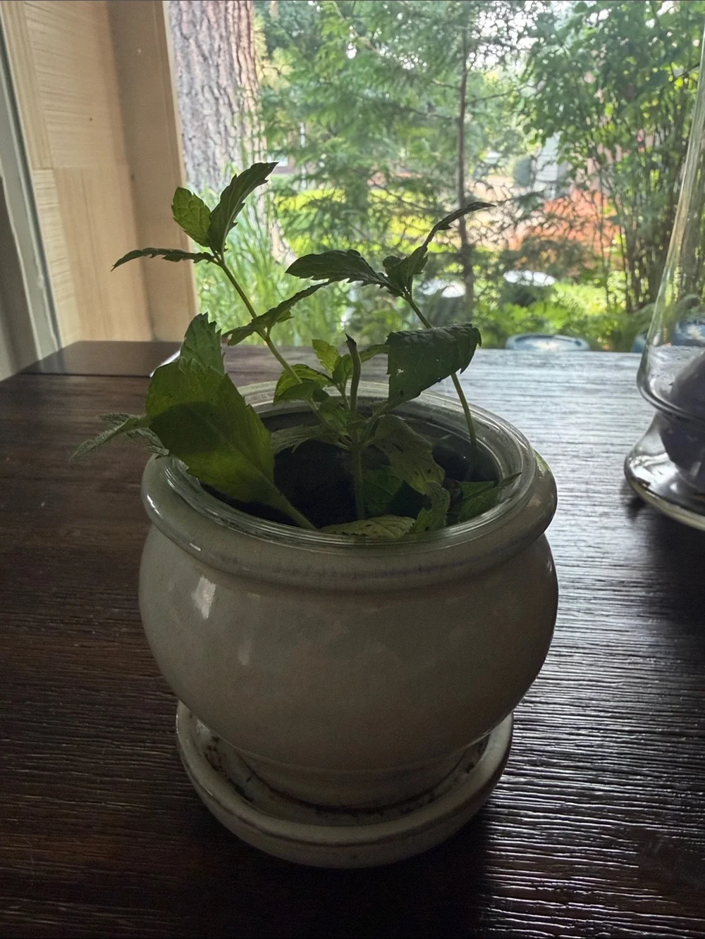 Classic Cream Ceramic Planter with Saucer - plate Home Accents